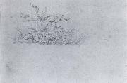 Plant sketch Johann Wolfgang von Goethe